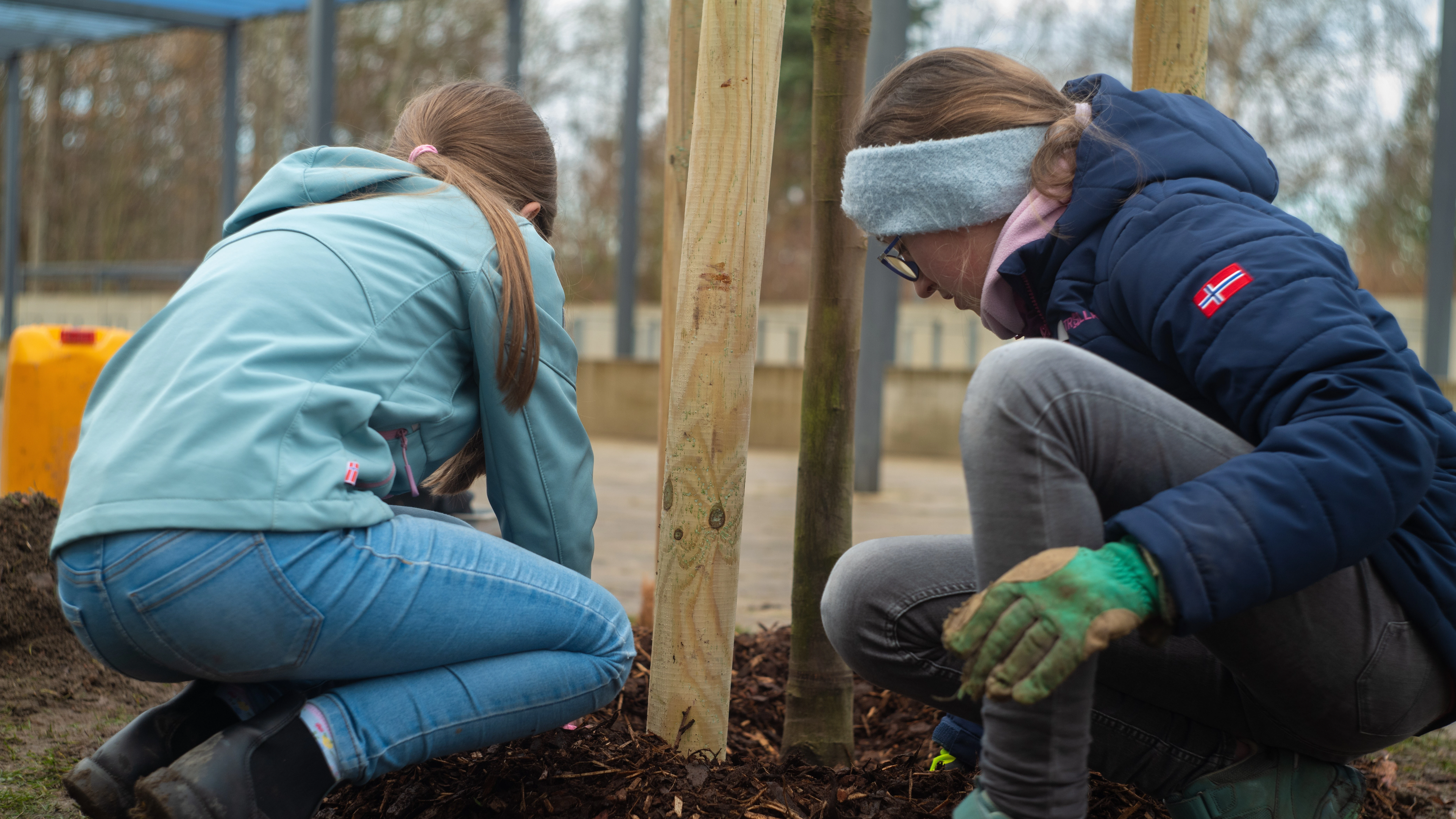 Baumscheibe wird mit Rindenmulch abgedeckt