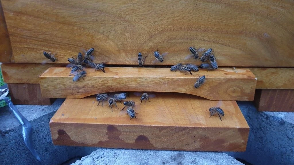 Bienen Bienen